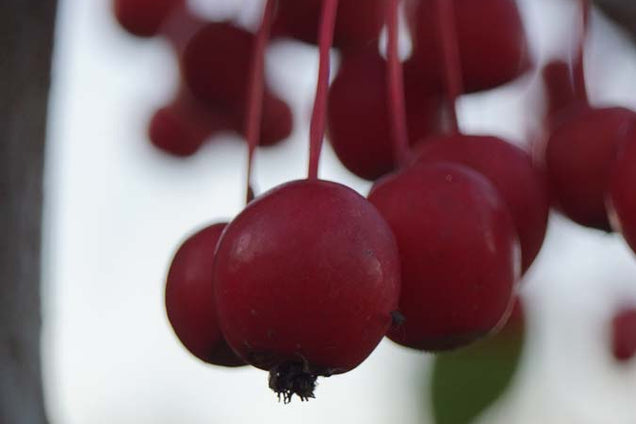 Malus 'Sutyzam' vrucht