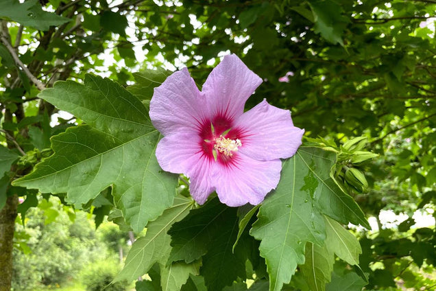 Hibiscus 'Resi' bloem