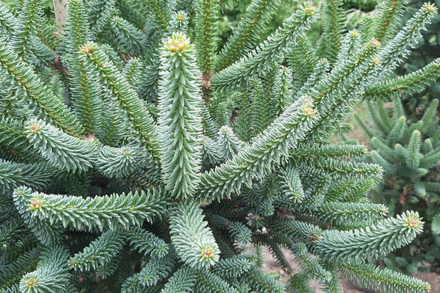 Abies pinsapo 'Fastigiata' naalden