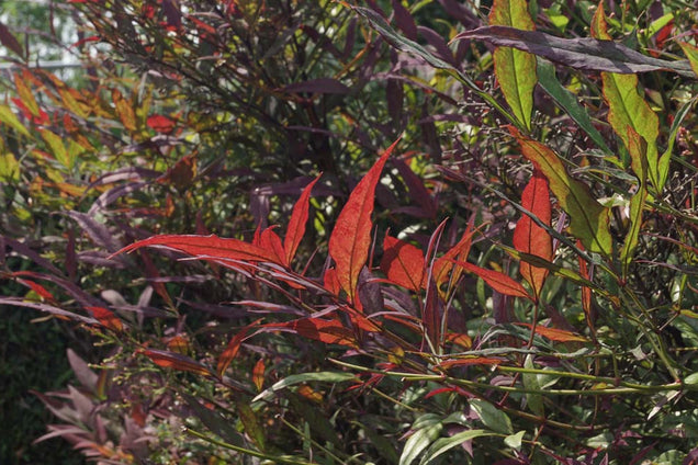 Nandina domestica 'Seika'