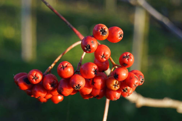 Sorbus aucuparia 'Fingerprint'