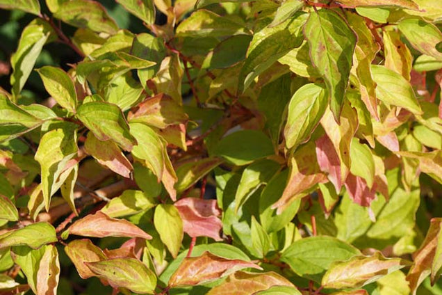 Cornus sanguinea 'Anny's Winter Orange'