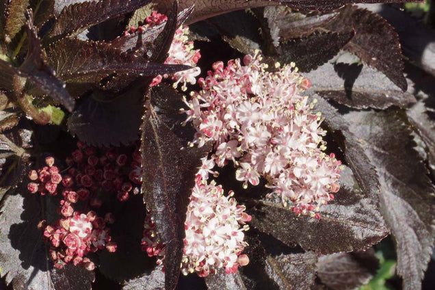 Sambucus nigra 'Eiffel 1'