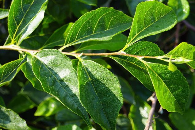 Styrax japonicus 'Issai'
