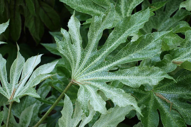 Fatsia japonica 'Spider's Web' blad