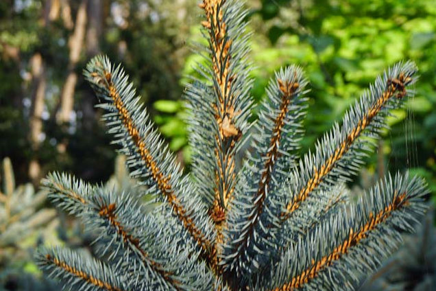Picea pungens 'Baby Blue' naald