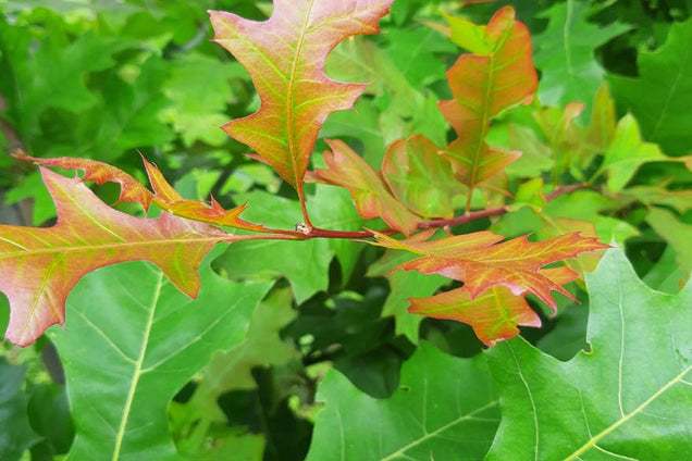 Quercus texana 'New Madrid' blad