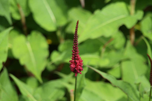Persicaria amplexicaulis 'Dikke Floskes'