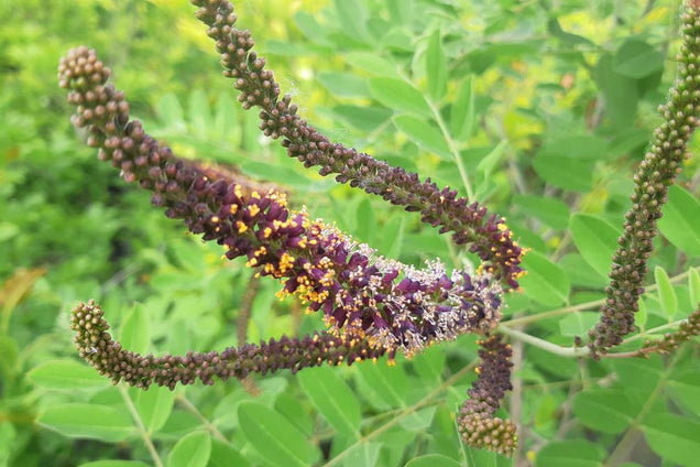 Amorpha ouachitensis bloem