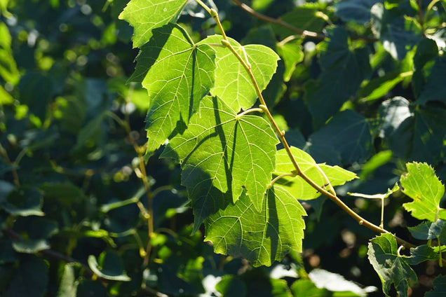 Tilia mongolica 'Buda' blad