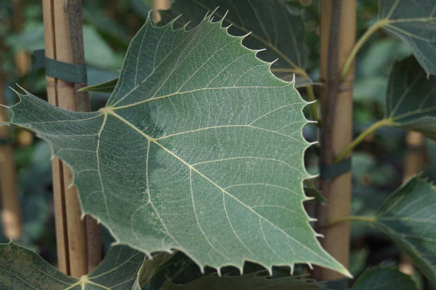 Tilia henryana 'Arnold Select'