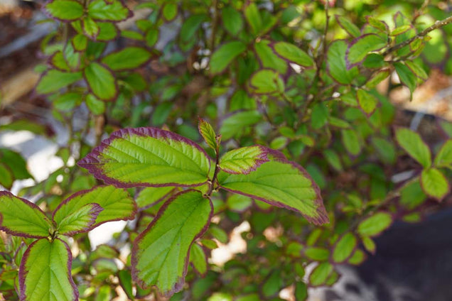 Parrotia persica 'JLPN01' blad