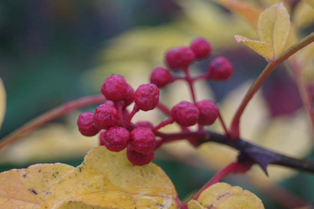 Zanthoxylum giraldii