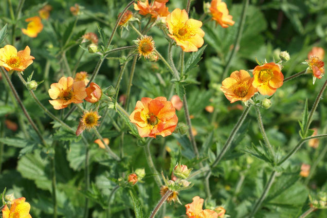 Geum 'Totally Tangerine'
