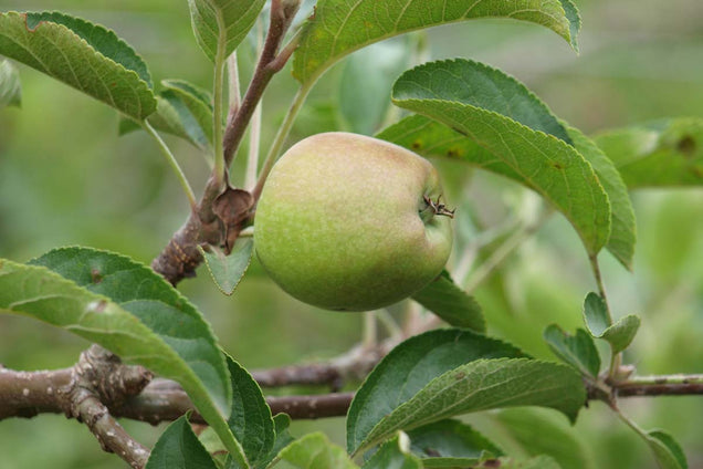 Malus domestica 'Zari'
