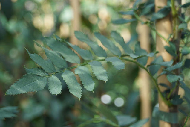 Sorbus gonggashanica