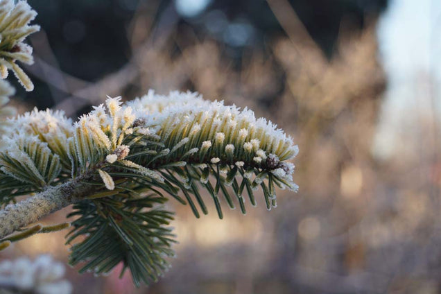 Abies nordmanniana 'Midwinter Gold' winter