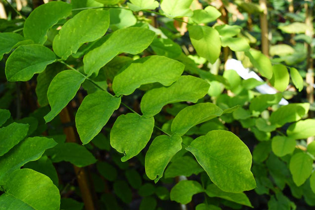 Robinia 'Purple Robe'
