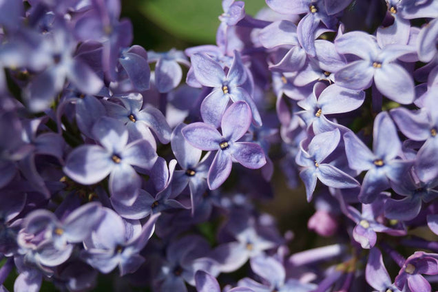 Syringa vulgaris 'Prairie Petite'