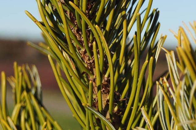 Pinus parviflora 'Aoi' naald