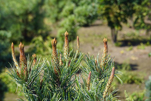 Pinus parviflora 'Iri-fune' twijg