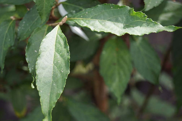 Callicarpa membranacea