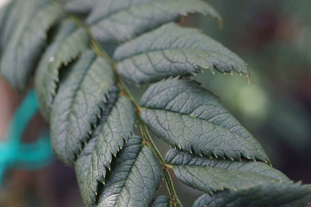 Sorbus glomerulata