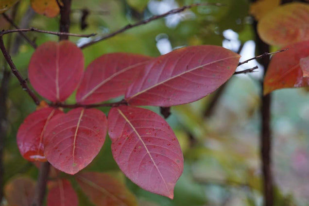 Lagerstroemia 'Lipan'
