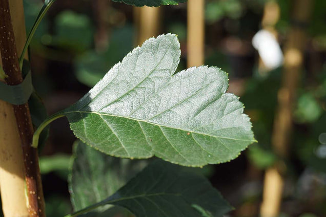 Crataegus pinnatifida 'Big Ball'