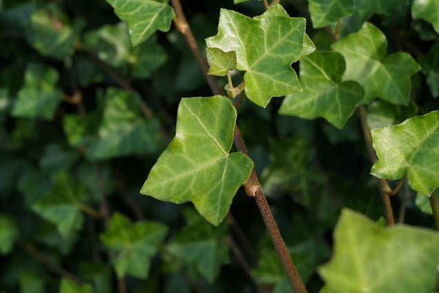 Hedera helix blad
