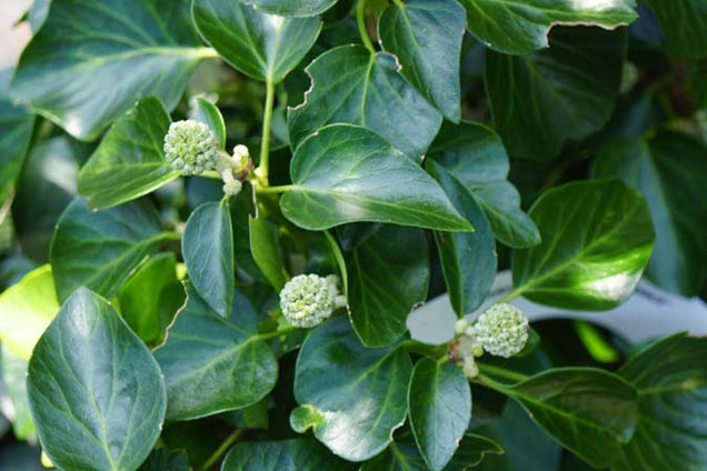 Hedera hibernica 'Arbori Compact'