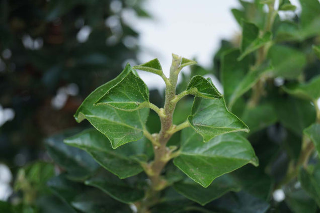 Hedera helix 'Erecta'