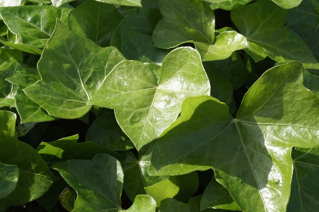 Hedera hibernica