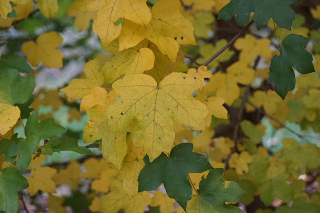 Acer campestre 'Queen Elizabeth' herfstkleur