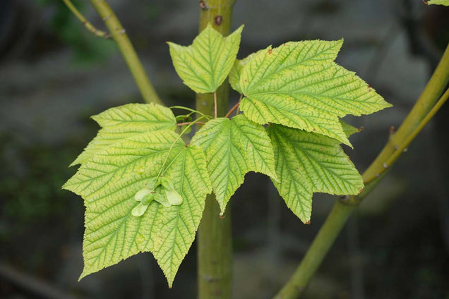 Acer davidii blad