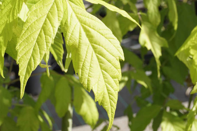 Acer negundo 'Kelly's Gold' blad