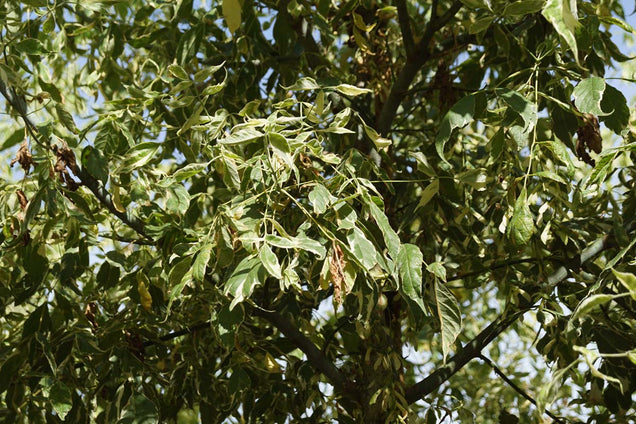 Acer negundo 'Variegatum' bladeren