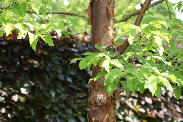 Acer griseum blad