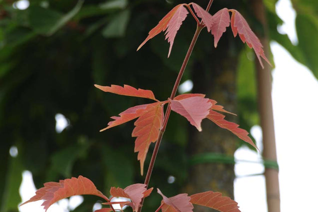 Acer henryi blad