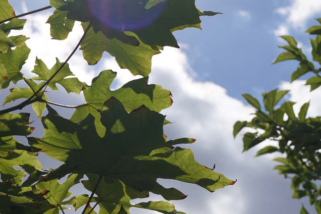 Acer macrophyllum blad