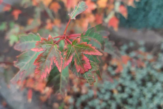 Acer micranthum blad