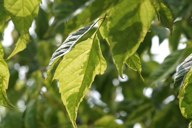 Acer negundo 'Aureomarginatum' blad