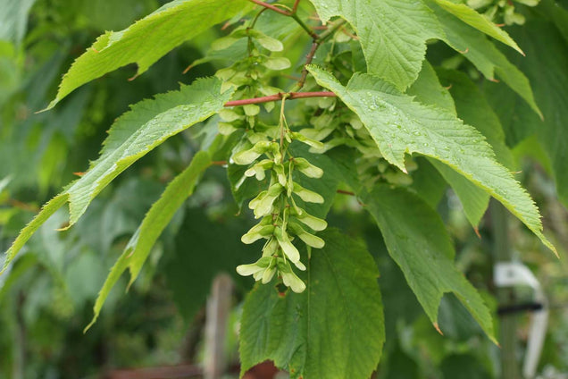 Acer pensylvanicum zaaddoos