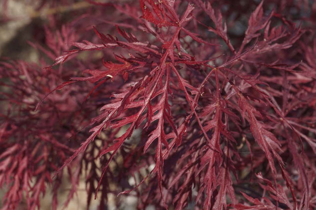Acer palmatum 'Ornatum' blad