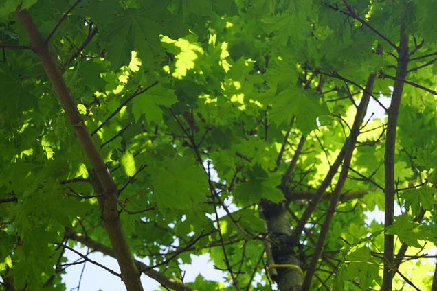 Acer platanoides 'Autumn Blaze'