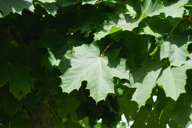 Acer platanoides 'Farlake's Green' blad