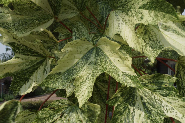 Acer pseudoplatanus 'Leopoldii' blad