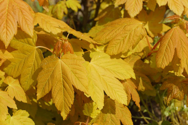 Acer pseudoplatanus 'Worley' blad