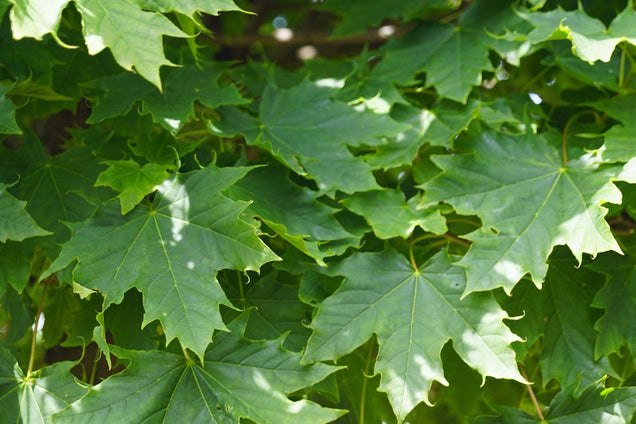 Acer platanoides 'Globosum' blad