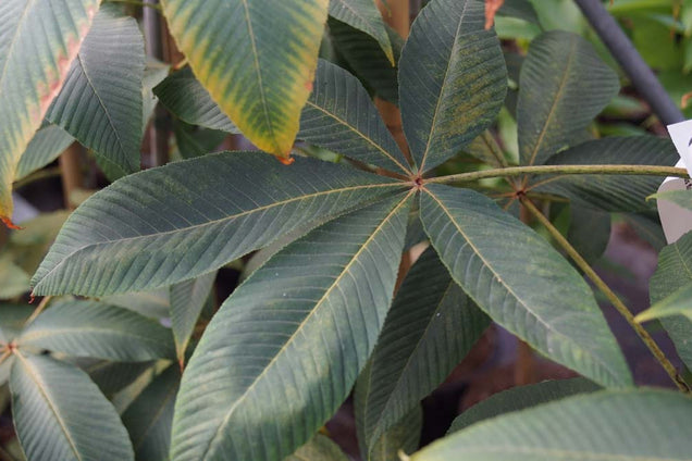 Aesculus flava 'Vestita' blad